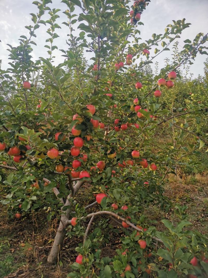 金秋奶油苹果