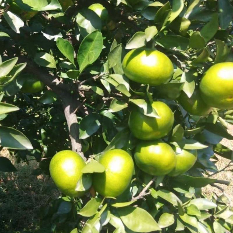湖南蜜桔大量上市皮薄多汁欢迎客商来选购