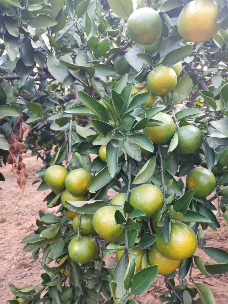湖南蜜桔大量上市皮薄多汁欢迎客商来选购