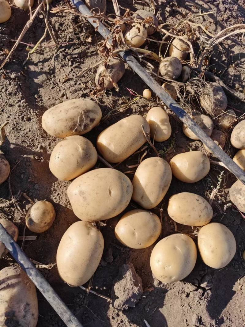 脱毒土豆种子V7，