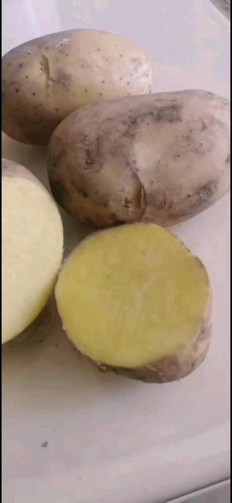脱毒土豆种子V7，