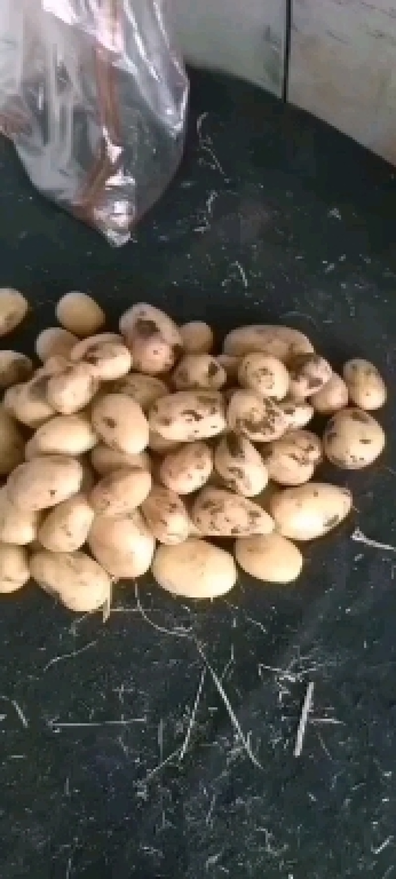 脱毒土豆种子V7，