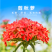 剪秋罗种子大花剪秋罗种子四季播种景观花卉花卉种子
