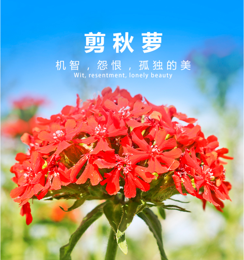 剪秋罗种子大花剪秋罗种子四季播种景观花卉花卉种子