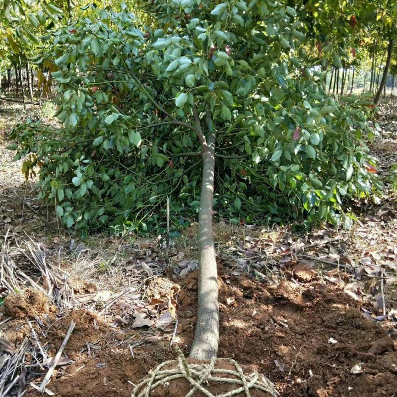 包邮香樟树庭院园林大型工程绿化苗木四季常青大叶小樟树大树