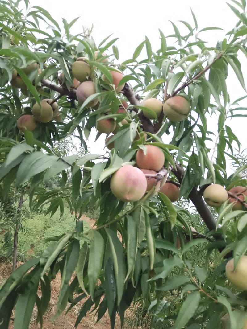 沂蒙山冬桃嘎嘣甜