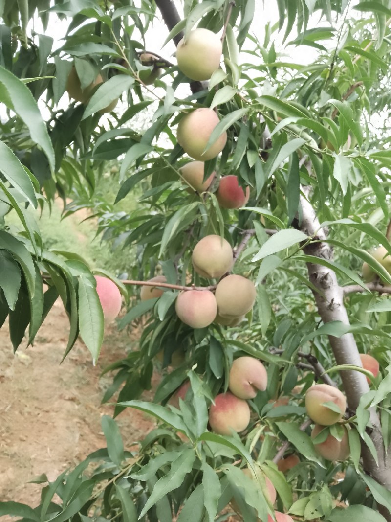 沂蒙山冬桃嘎嘣甜