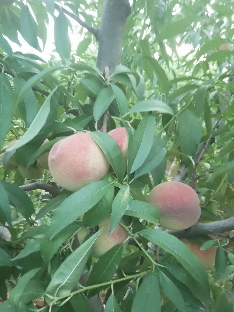 沂蒙山冬桃嘎嘣甜