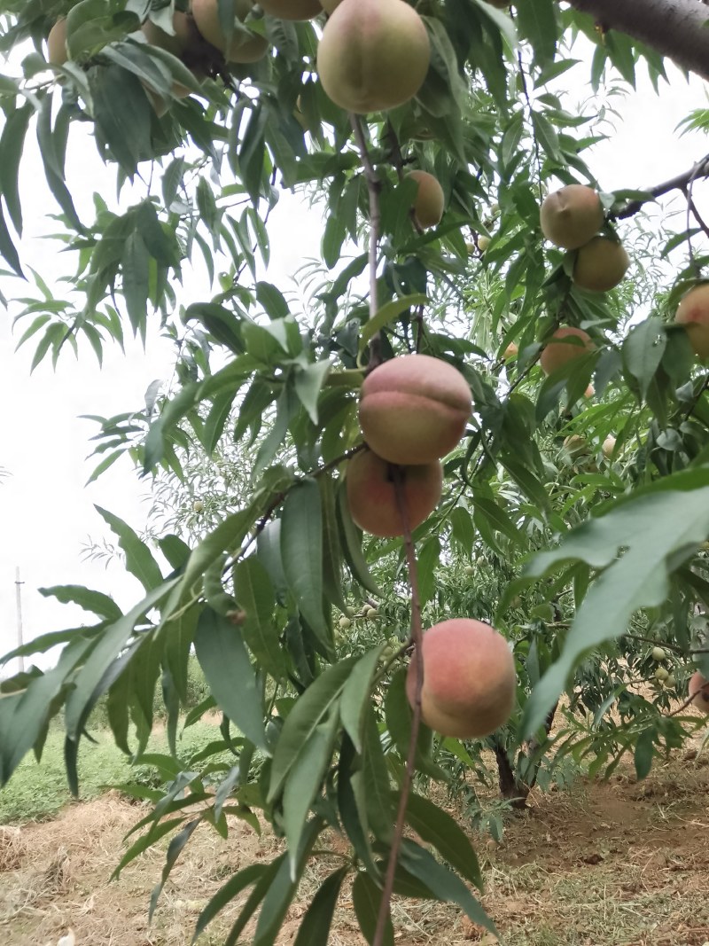 沂蒙山冬桃嘎嘣甜