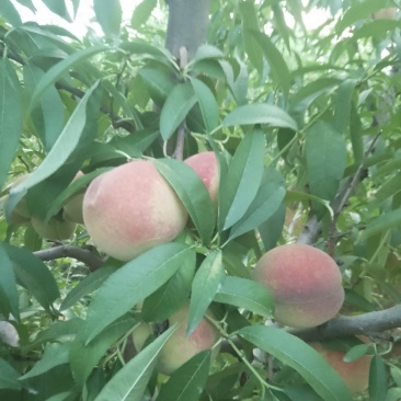 沂蒙山冬桃嘎嘣甜