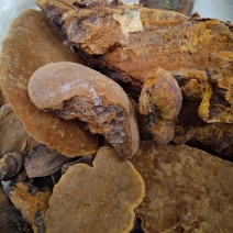 云南特级野生桑黄