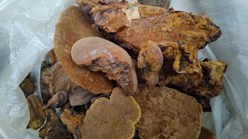云南特级野生桑黄