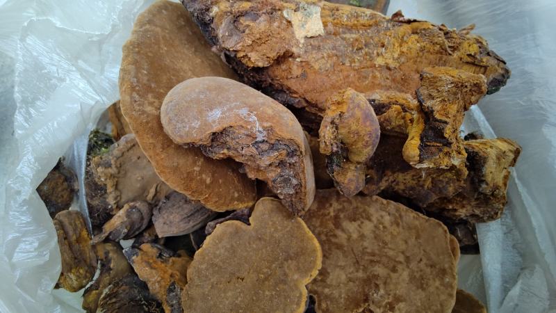 云南特级野生桑黄