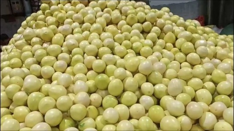 湖北枝江红心柚大量上市需要的老板可以与我联系一手货源