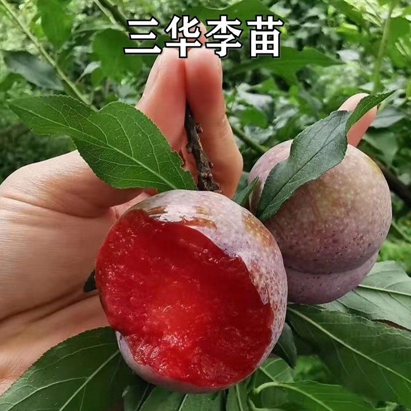 早熟美国杏李味帝树苗李子树苗特甜香气浓烈果大早熟