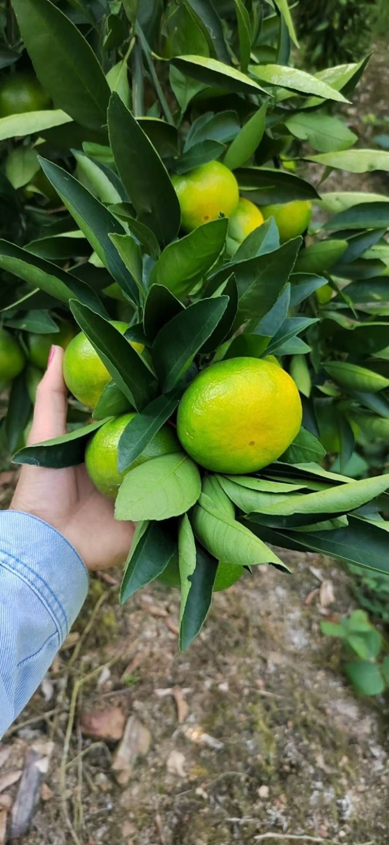 湖北高山蜜桔，早熟柑桔，小叶桔，大量对接批发商，电商