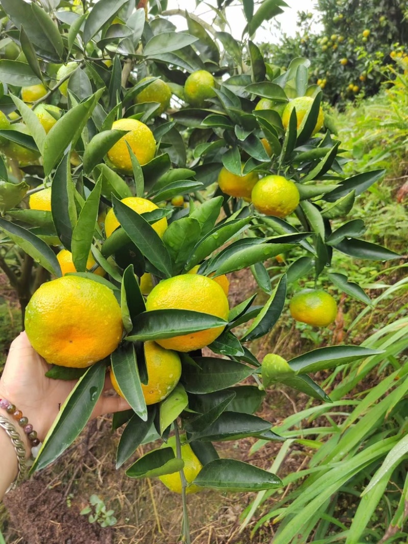 湖北高山蜜桔，早熟柑桔，小叶桔，大量对接批发商，电商