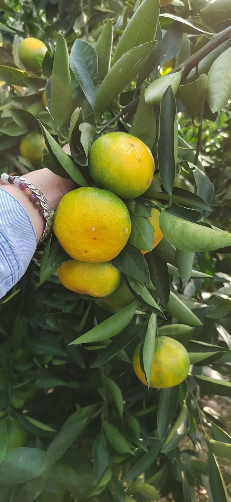 湖北高山蜜桔，早熟柑桔，小叶桔，大量对接批发商，电商