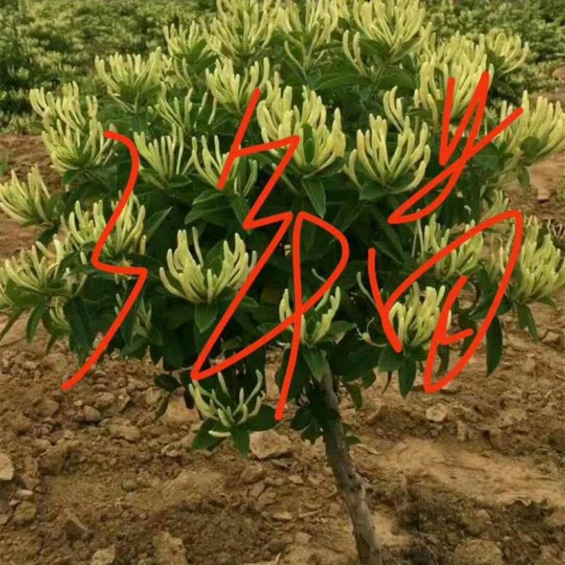 山东平邑四季树型银花种苗现挖现发，基地一手，免费提供技术