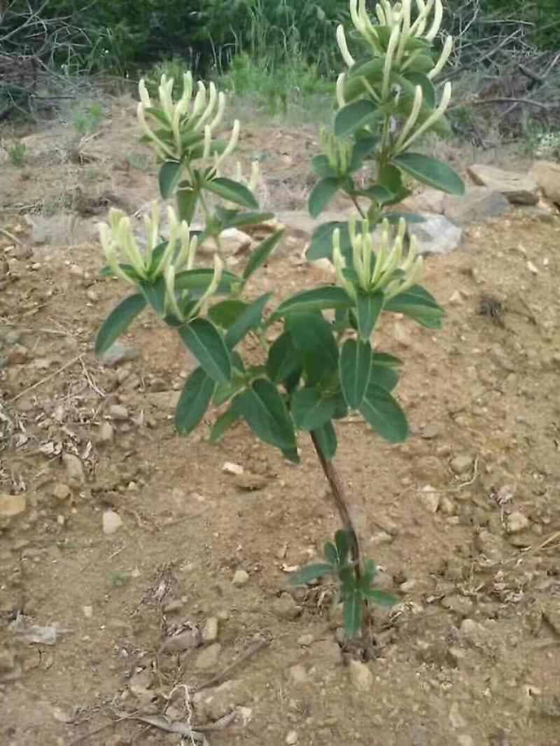 山东平邑四季树型银花种苗现挖现发，基地一手，免费提供技术