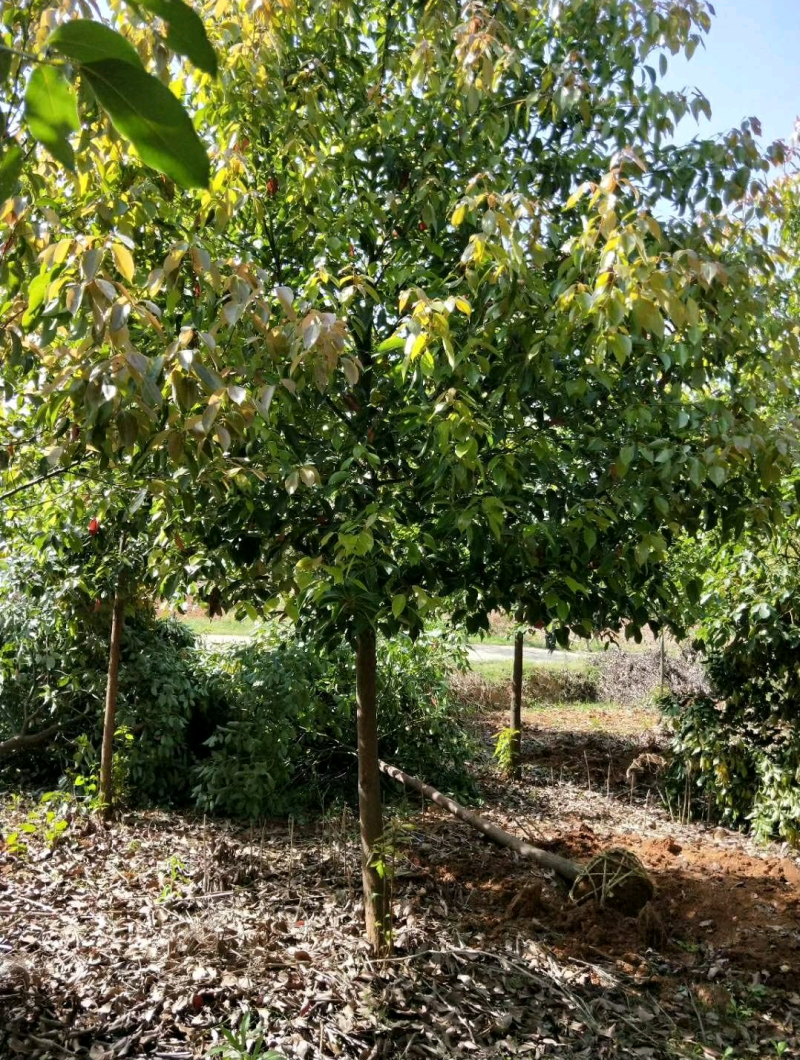 香樟树庭院绿化植物带土大叶大型工程四季常青驱蚊南北方种植