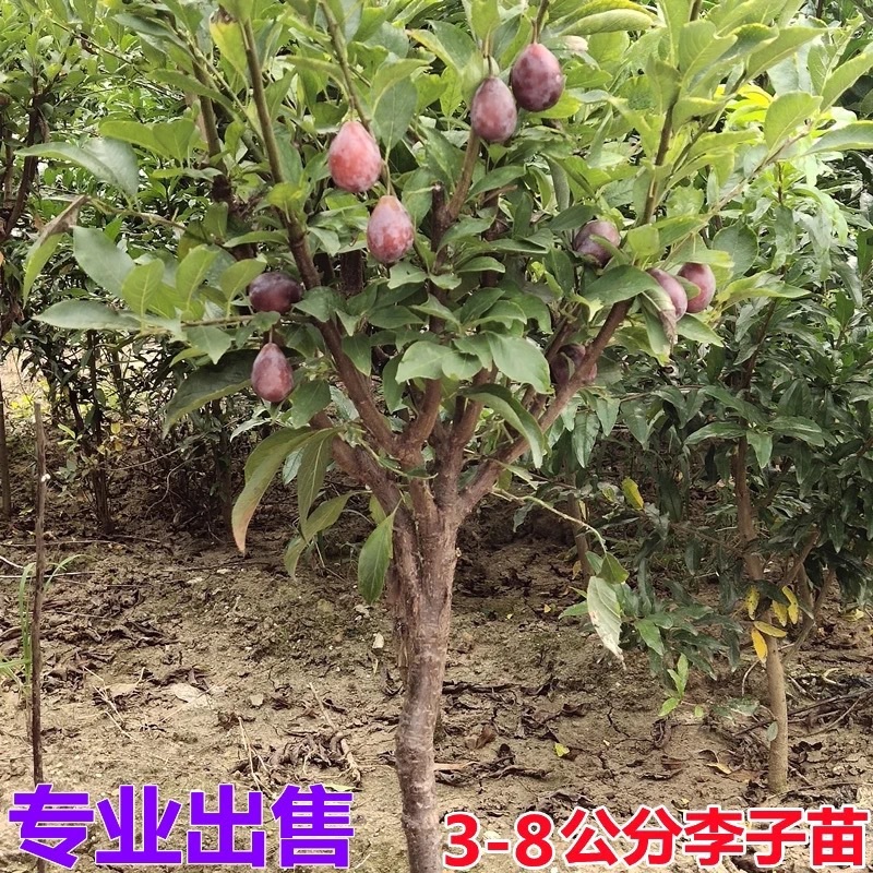 红心黄心甜李子果树苗玫瑰香红李子苗早熟果嫁接果树苗