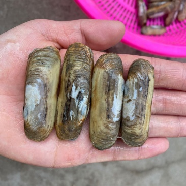 海鲜水产鲜活蛏子新鲜海蛏子圣子双头大蛏子活体现挖贝类