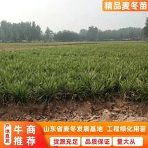 【推荐】曹县基地精品麦冬苗工程绿化用苗全年有苗品质保证