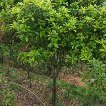 速生金桂大树庭院地栽绿化浓香型桂花树园林工程四季常青苗木