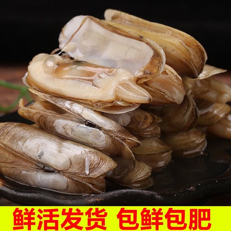 海鲜水产鲜活蛏子新鲜海蛏子圣子双头大蛏子活体现挖贝类