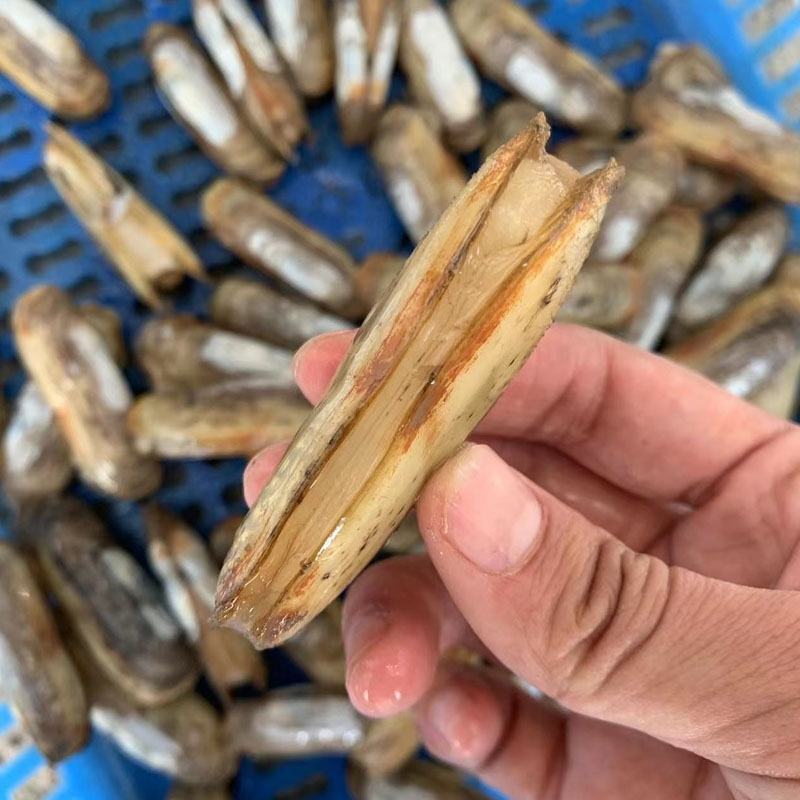 海鲜水产鲜活蛏子新鲜海蛏子圣子双头大蛏子活体现挖贝类