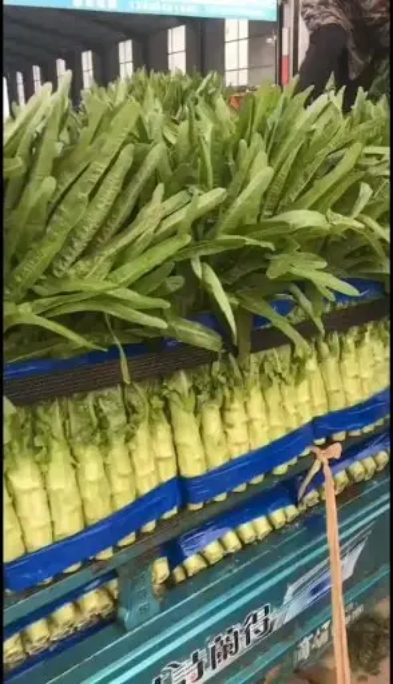山东红叶莴笋，大量上市，品质好货，新货新价格点我获取吧！