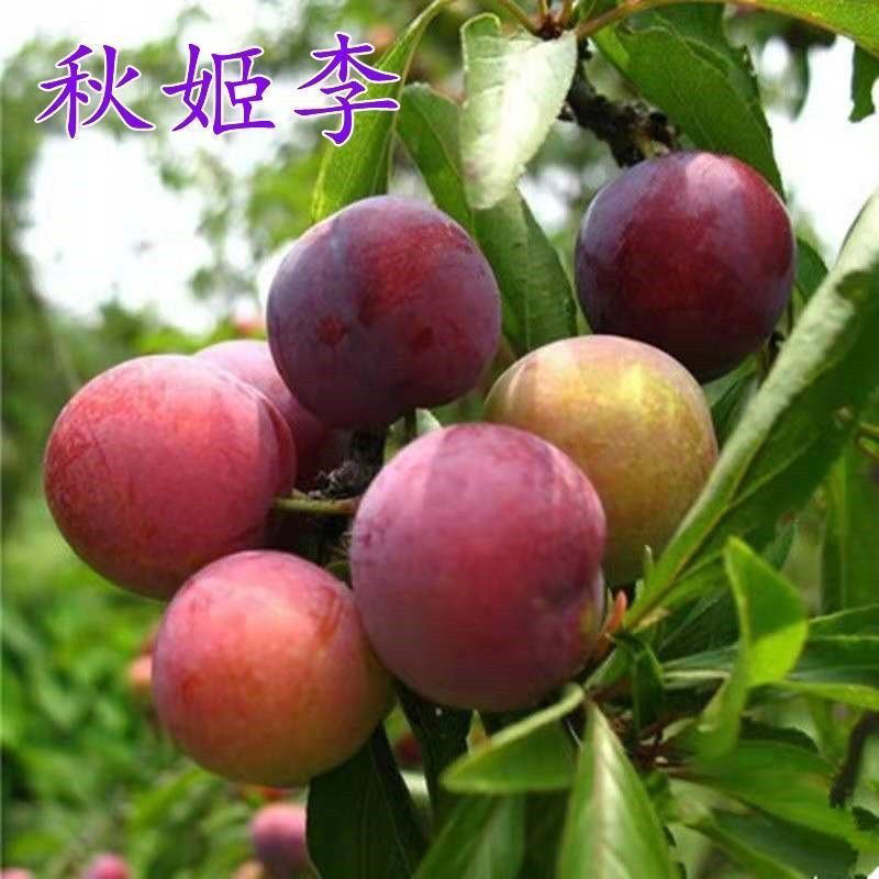 嫁接晚熟青脆李树苗李子树苗脆李苗青脆李子嫁接苗脱骨李
