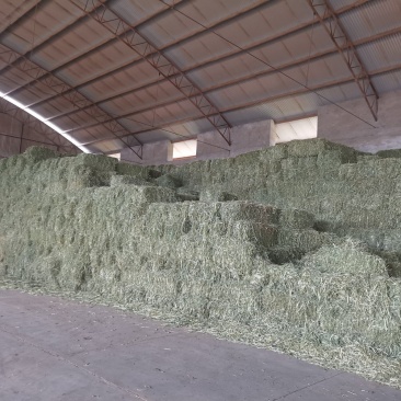 燕麦草，全绿燕麦草捆，大捆燕麦草，小捆燕麦草