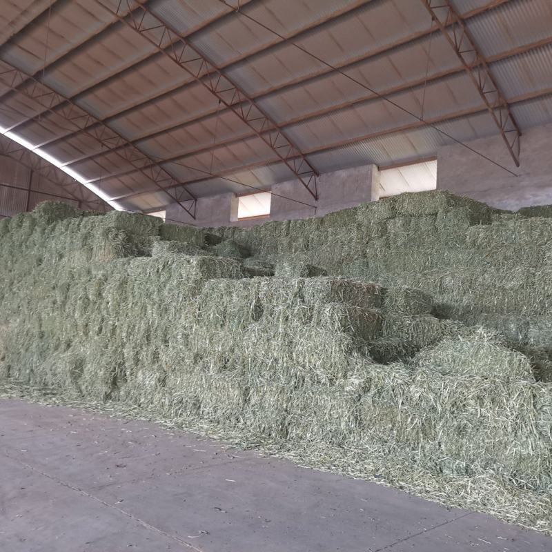 燕麦草，全绿燕麦草捆，大捆燕麦草，小捆燕麦草