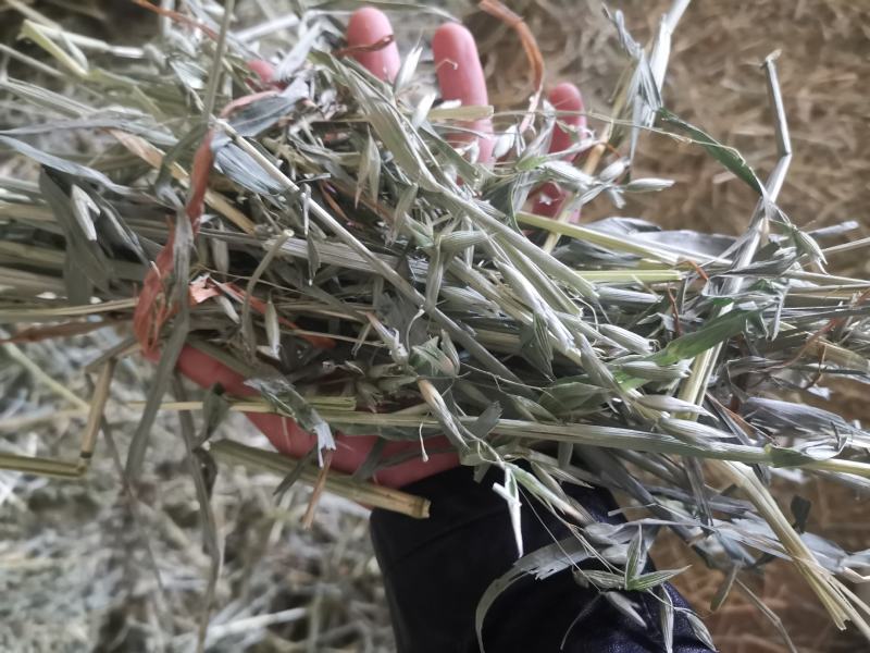 燕麦草，全绿燕麦草捆，大捆燕麦草，小捆燕麦草