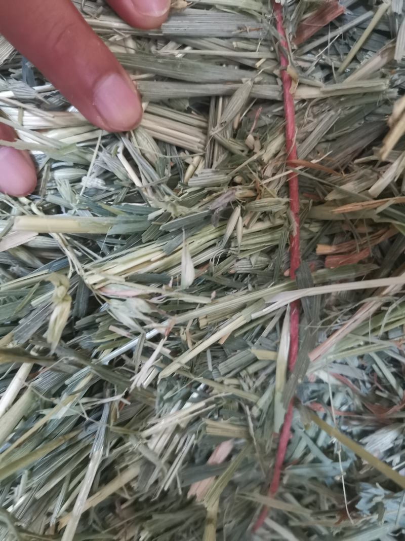 燕麦草，全绿燕麦草捆，大捆燕麦草，小捆燕麦草