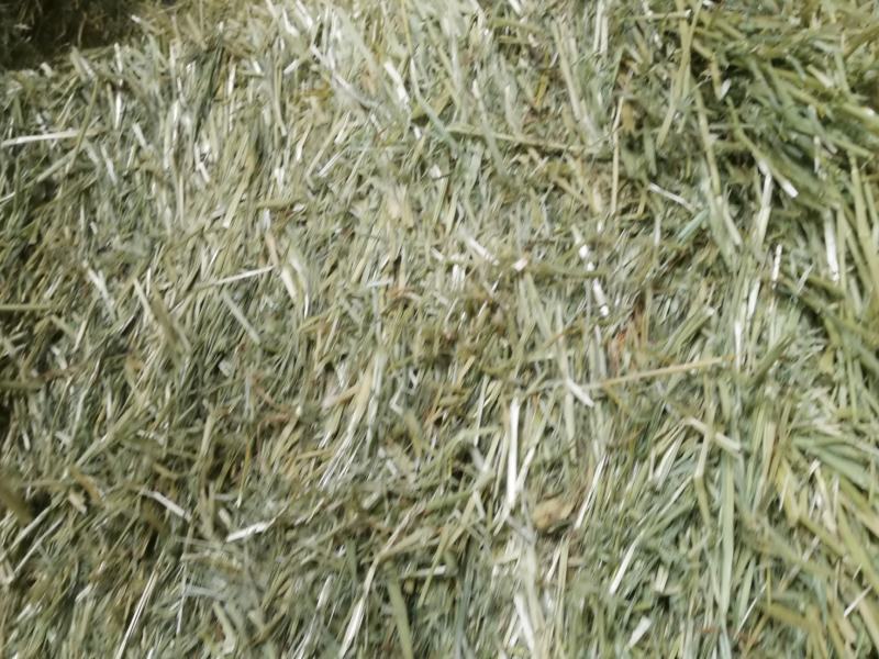 燕麦草，全绿燕麦草捆，大捆燕麦草，小捆燕麦草