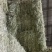 燕麦草，全绿燕麦草捆，大捆燕麦草，小捆燕麦草