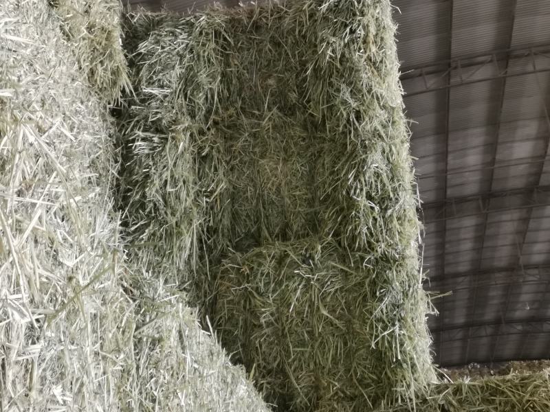 燕麦草，全绿燕麦草捆，大捆燕麦草，小捆燕麦草
