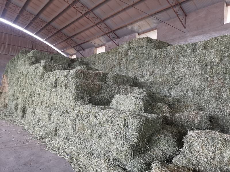 燕麦草，全绿燕麦草捆，大捆燕麦草，小捆燕麦草