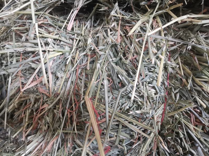 燕麦草，全绿燕麦草捆，大捆燕麦草，小捆燕麦草