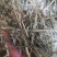 燕麦草，全绿燕麦草捆，大捆燕麦草，小捆燕麦草