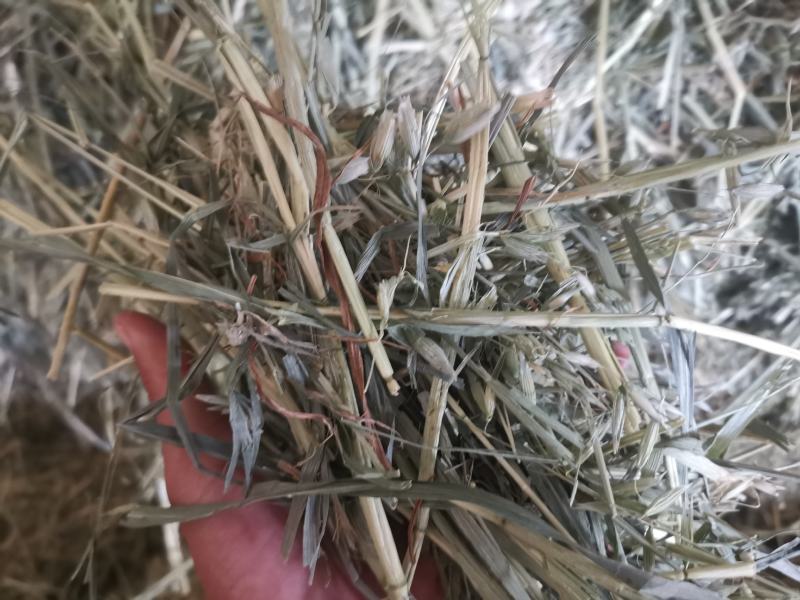 燕麦草，全绿燕麦草捆，大捆燕麦草，小捆燕麦草