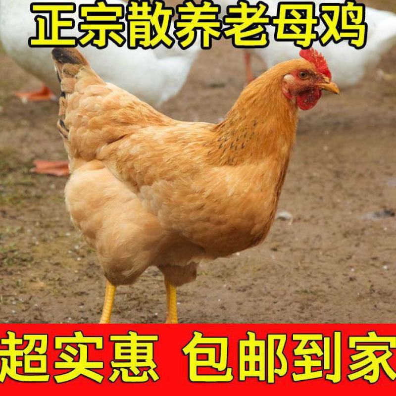 正棕打疫苗土鸡山鸡鲜活冷冻发货现杀老母鸡包邮。]