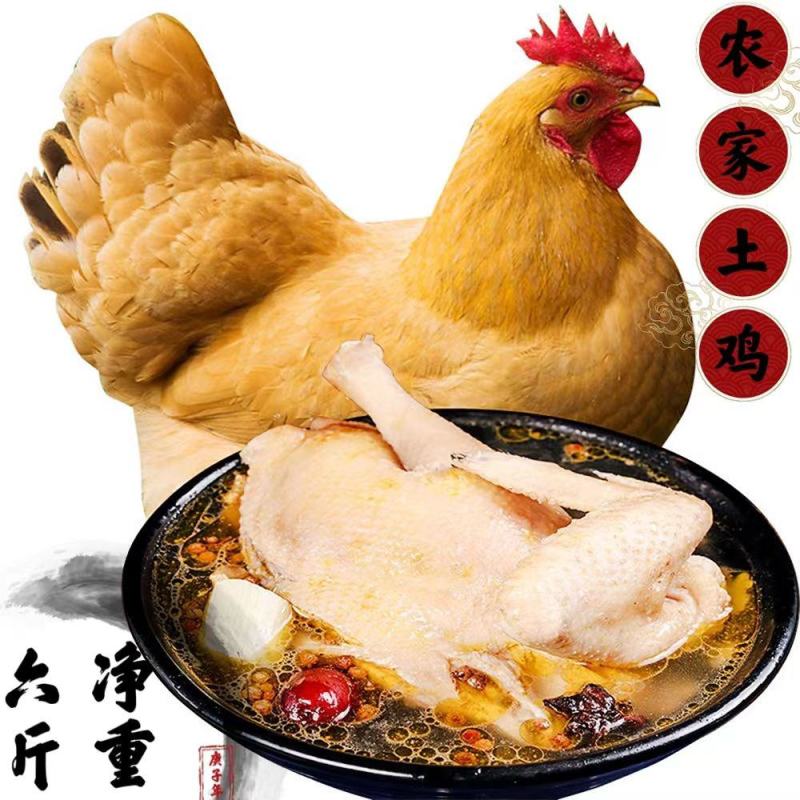 正棕打疫苗土鸡山鸡鲜活冷冻发货现杀老母鸡包邮。]