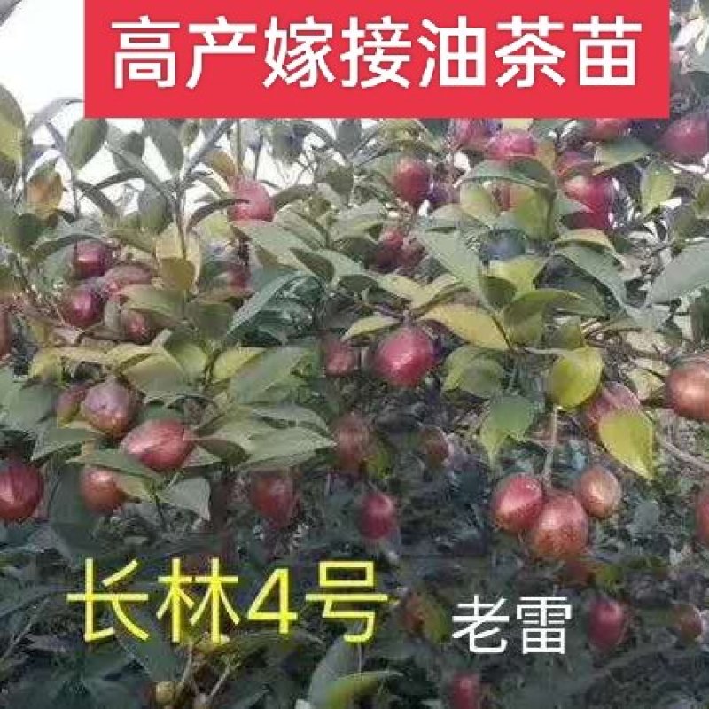 长林系列高产嫁接油茶苗，茶树苗皮溥果多出油率高。