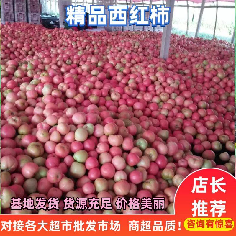 硬粉西红柿，精品，通货均有，欢迎新老客户前来采购