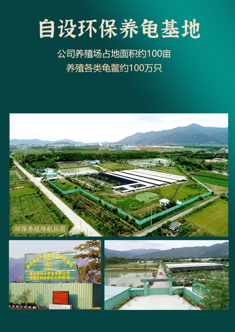 广东伦太太黄精龟汤懒人必备健康真材实料