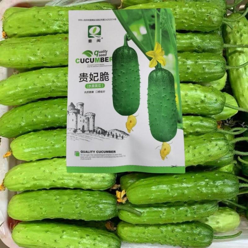 贵妃脆水果黄瓜种子节节瓜高产小黄瓜阳台盆栽农家黄瓜四季